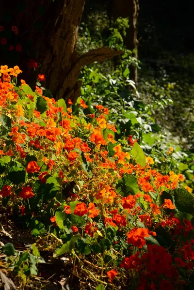 DSC_2723 (Large).JPG